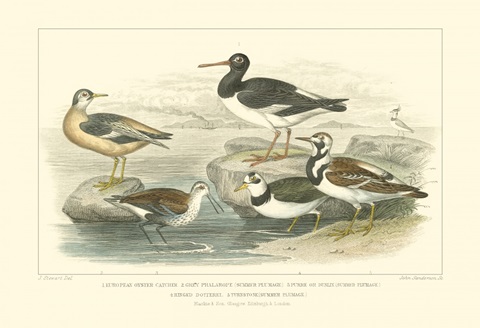 Oyster Catchers