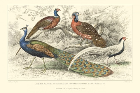 Peacock and Pheasants