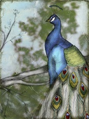 Peacock Reflections I