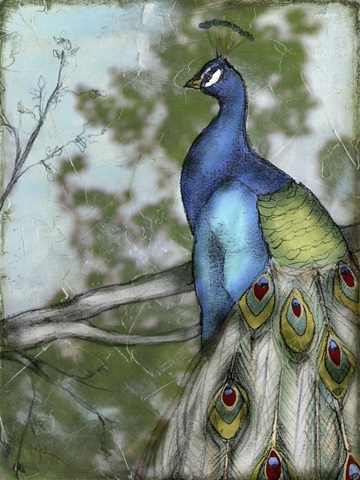 Peacock Reflections I