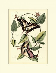 Petite Butterflies II