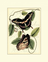 Petite Butterflies III