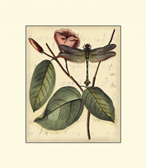 Petite Dragonflies IV