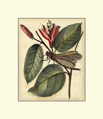 Petite Dragonflies V