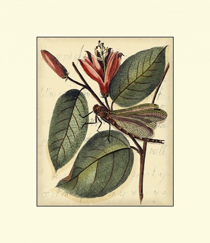 Petite Dragonflies V