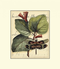 Petite Dragonflies VI