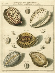Porcellaine Shells I