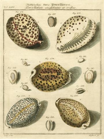 Porcellaine Shells I