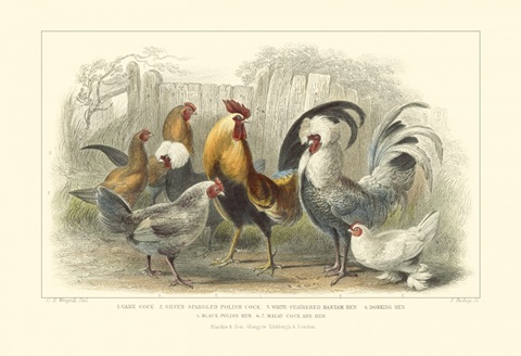 Roosters and Hens