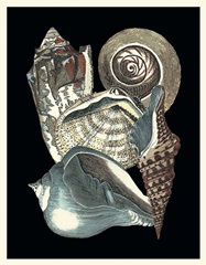 Seashell Anthology I