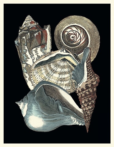Seashell Anthology I