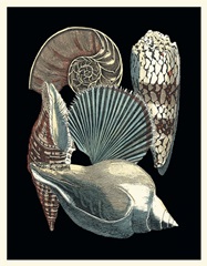Seashell Anthology II