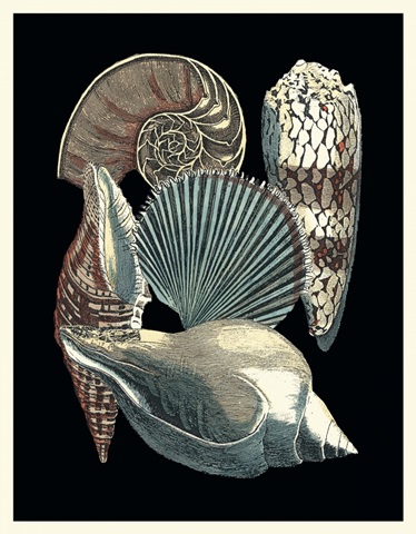 Seashell Anthology II