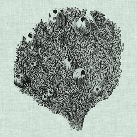 Serene Coral IV