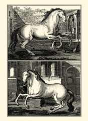 Galloping Horses II