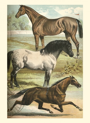 Johnson's Horse Breeds I