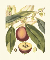 Fantastical Botanical III