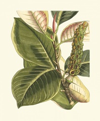 Fantastical Botanical IV