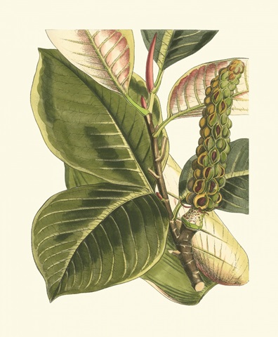 Fantastical Botanical IV