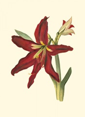 Amaryllis II