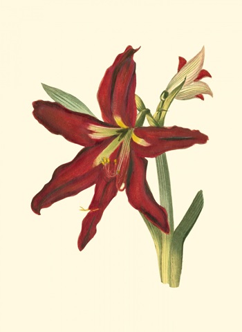Amaryllis II