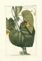 Botanical by Buchoz I