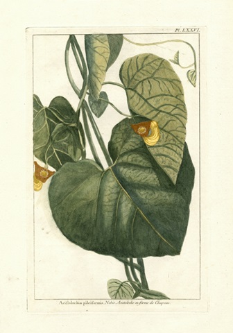 Botanical by Buchoz I