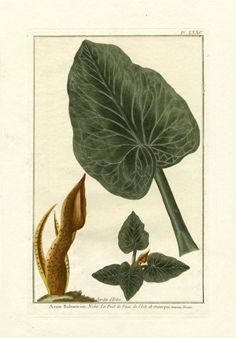 Botanical by Buchoz II