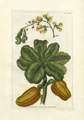 Botanical by Buchoz III