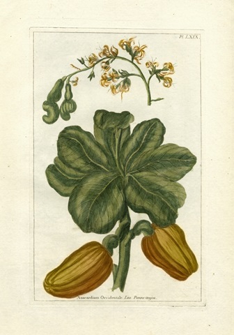 Botanical by Buchoz III