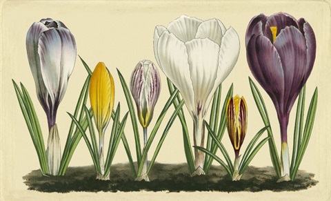 Crocus I