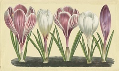 Crocus II