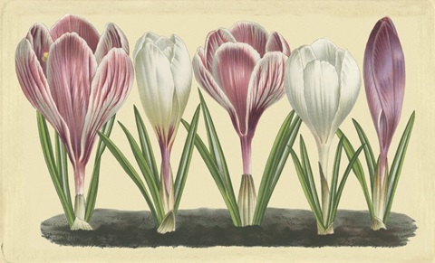 Crocus II