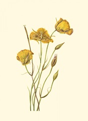 Delicate Wildflowers I