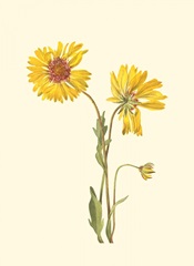 Delicate Wildflowers II