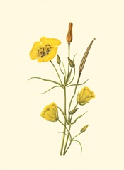 Delicate Wildflowers III