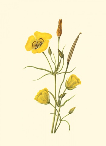 Delicate Wildflowers III