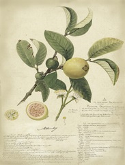 Descube Botanical I