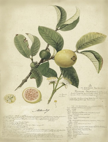 Descube Botanical I