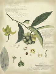 Descube Botanical II