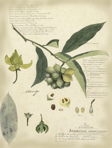 Descube Botanical II