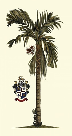 Elongated Exotic Palm II