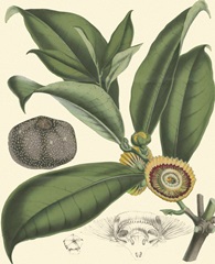 Exotic Foliage I
