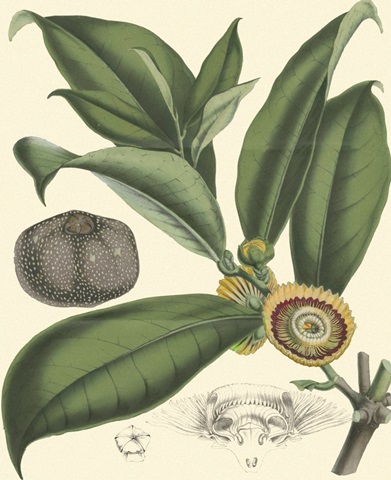 Exotic Foliage I