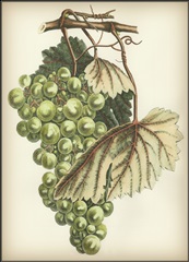 Green Grapes I