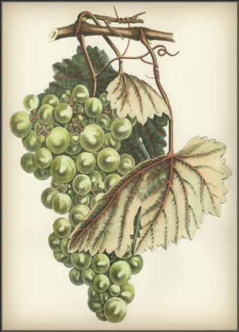 Green Grapes I