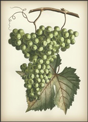Green Grapes II