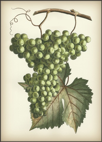 Green Grapes II