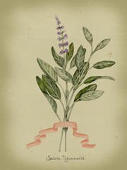 Herb Series I