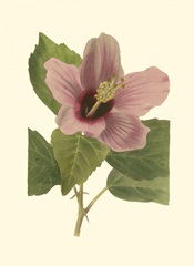 Hibiscus I